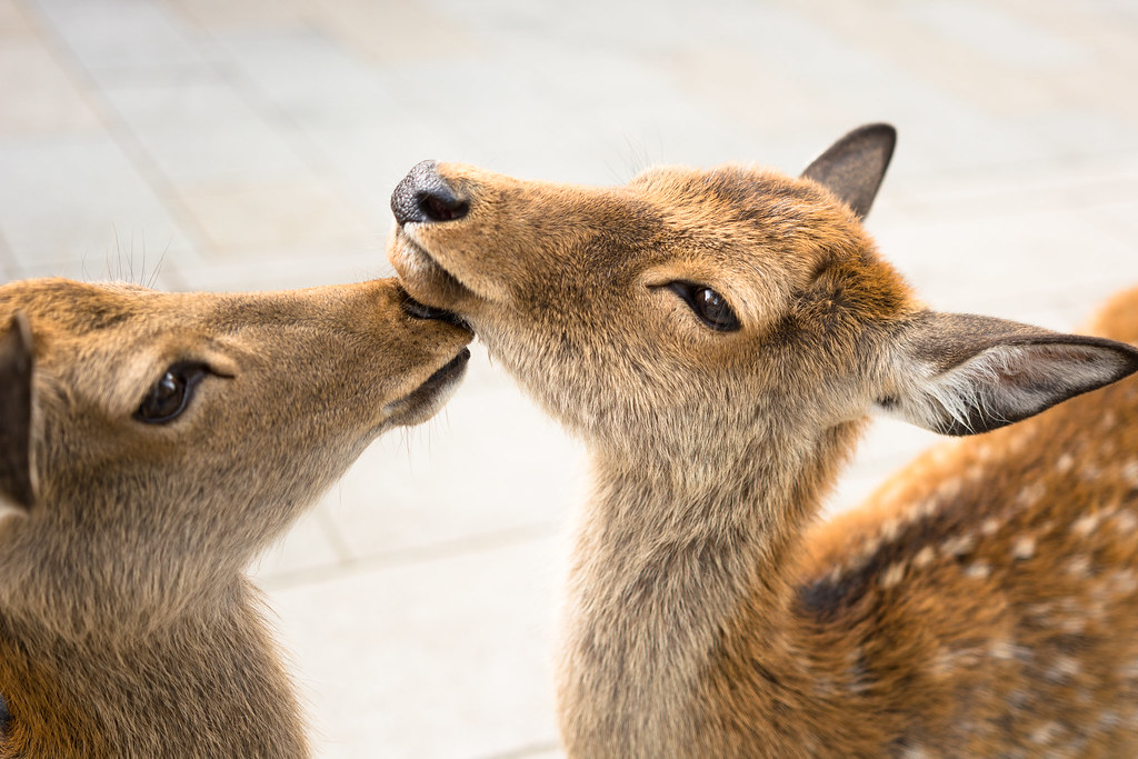 Buddhist Monuments of Horyu-ji: A Slow Itinerary for Nara, Japan — Nara, Japan travel guide