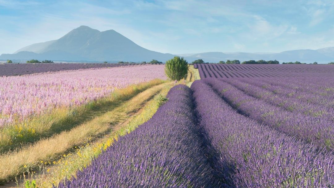 Rows of flowering lavender stretching across the Valensole plateau in Provence