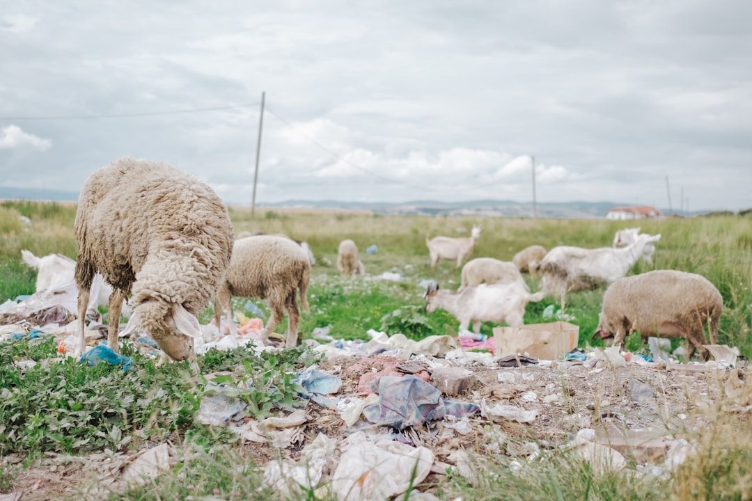 Kosovo countryside nature landscape